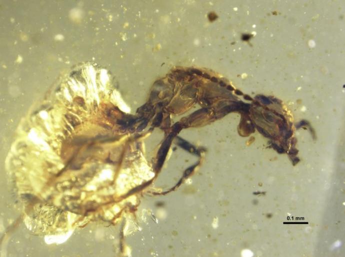 Lateral photomicrograph of Zigrasimecia tonsora entombed in 99 million-year-old amber. Credit —P. Barden & D.A. Grimaldi