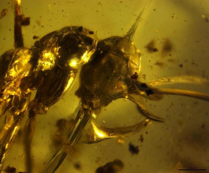 Head and thorax of Vlad the Impaler (Linguamyrmex vladi) in prehistoric amber. Credit — P. Barden, H.W. Herhold, D.A. Grimaldi