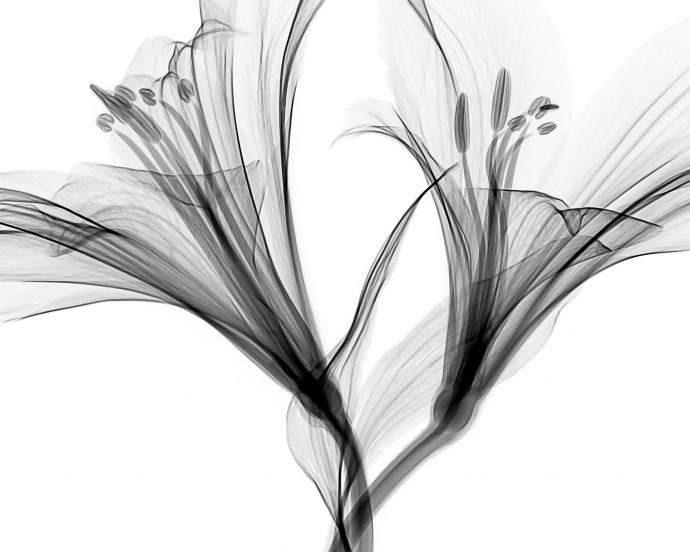 Mathew Schwartz CT Scan Image Flower Blooms