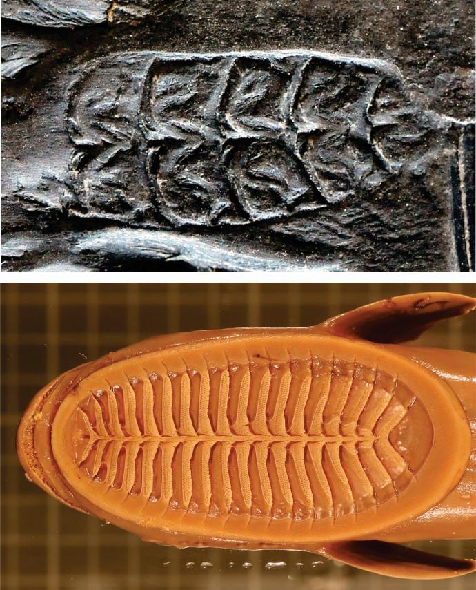 Evolution of lamellae: Image of Opisthomyzon glaronensis fossil featuring six lamellae (top) and dorsal view of a modern remora disc with more rows of lamellae (bottom). Fossil image credit — Matt Friedman, University of Michigan