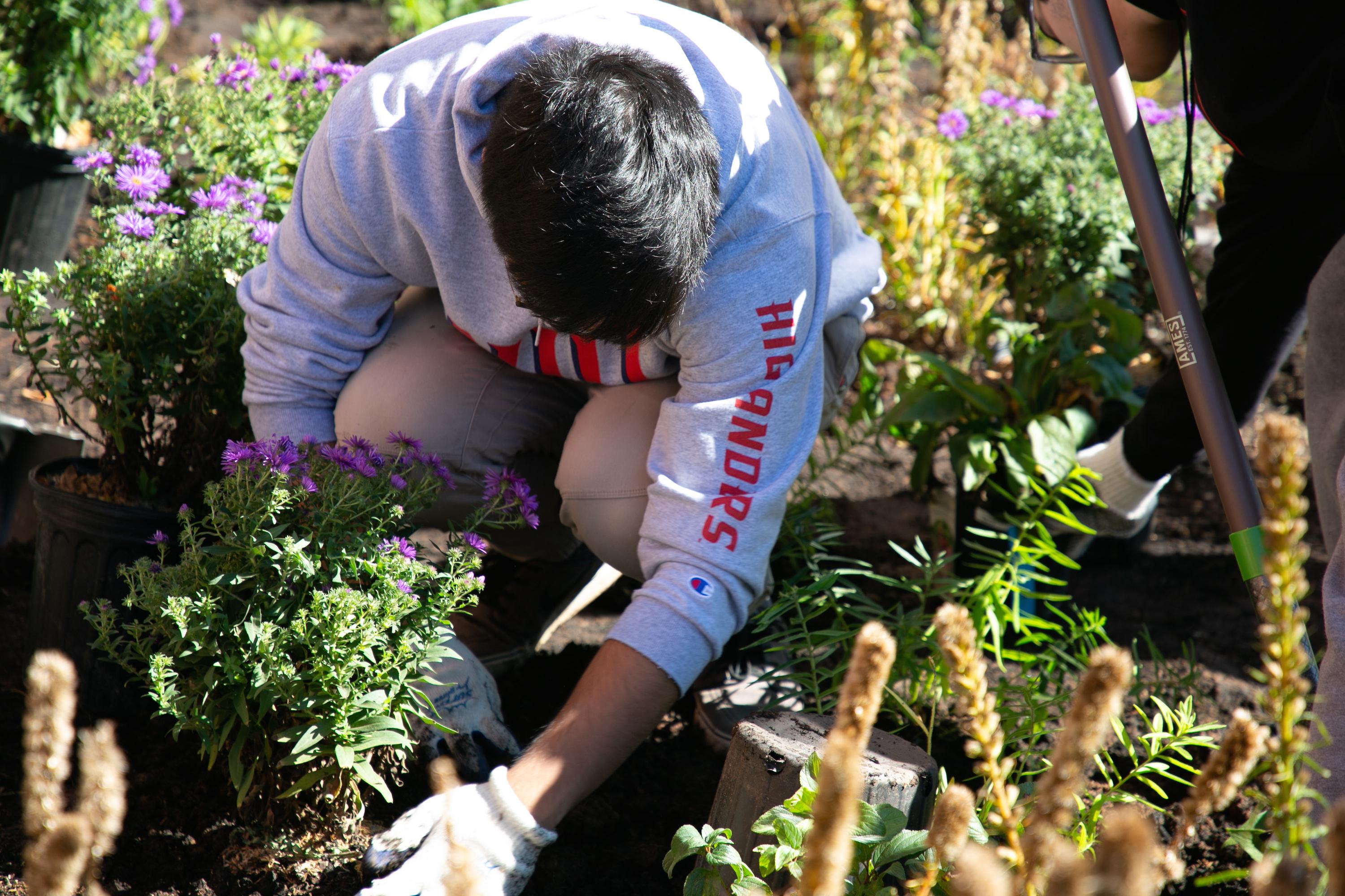 A Dorman Scholar plants a New England aster.