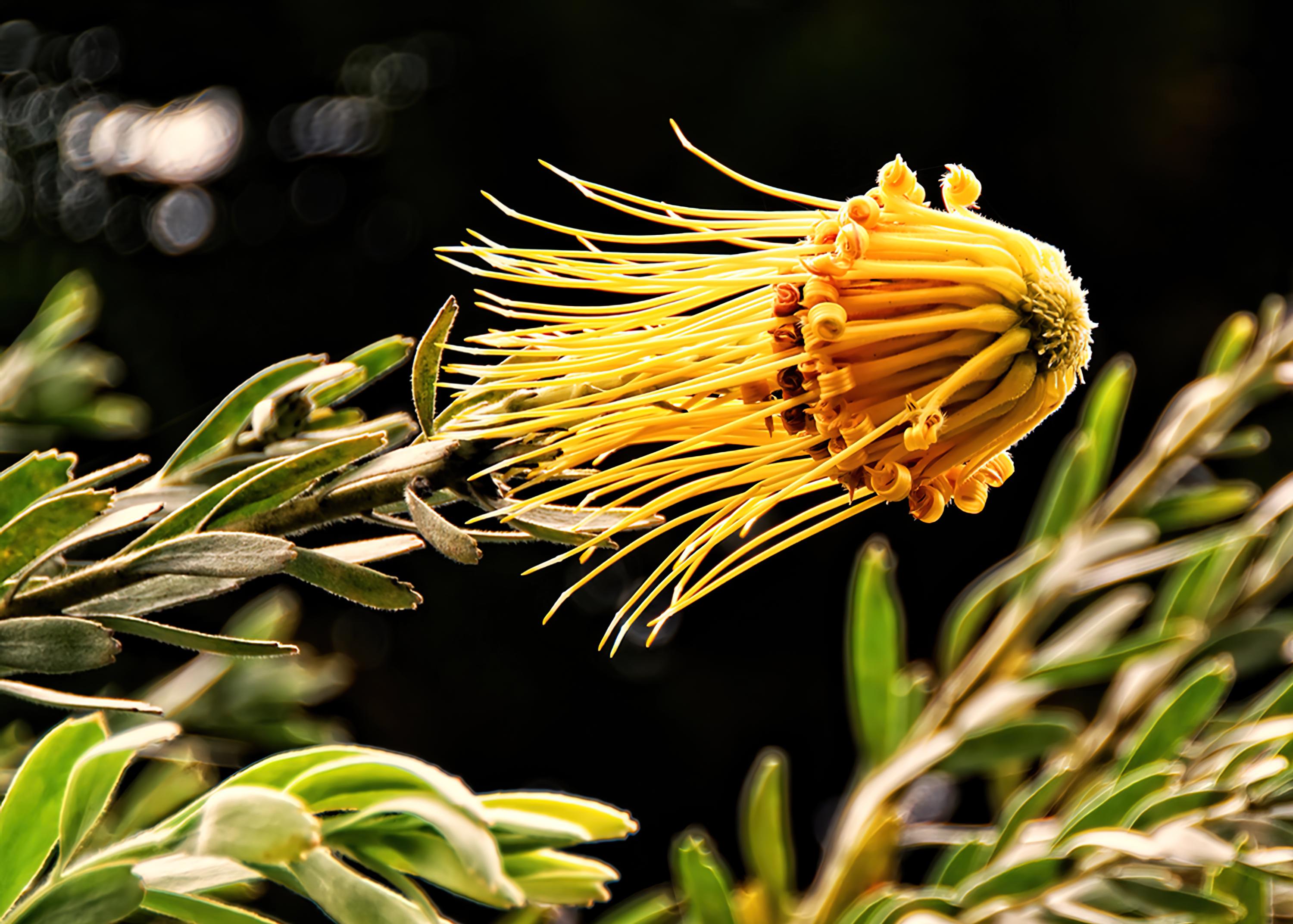 Rocket Flower by Goldman