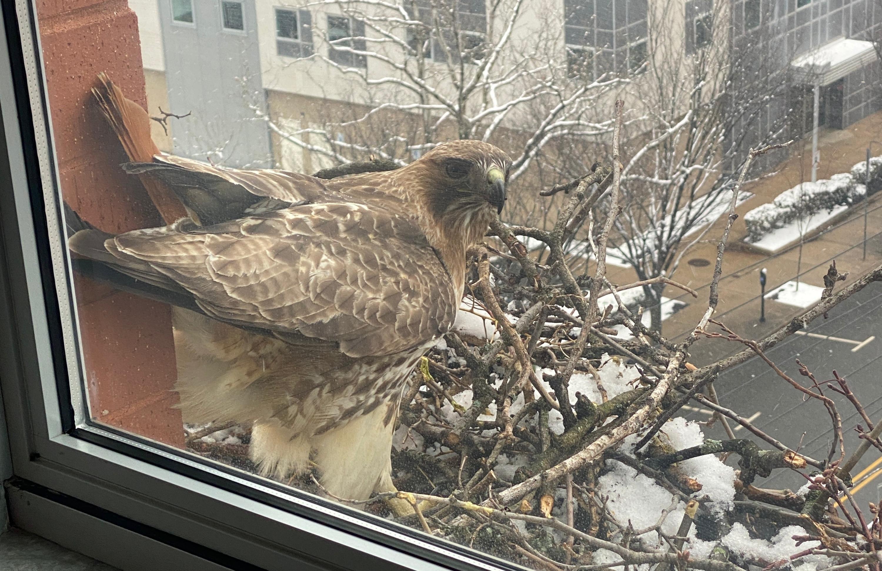 Look Up! Hawkwatch is here in New York