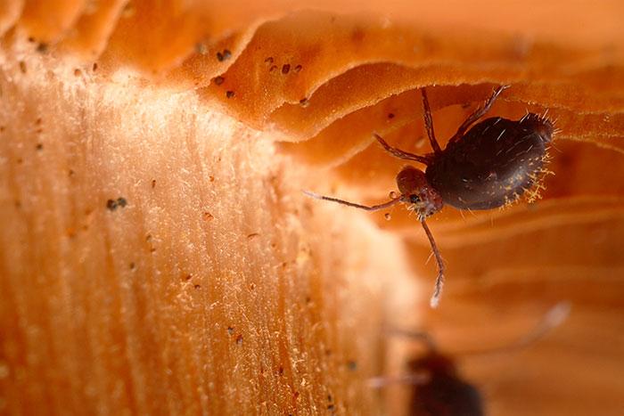 Allacma fusca is a species belonging to one of the three main groups of springtails today known as Symphypleona. (Credit: Urmas Tartes/Wikipedia)