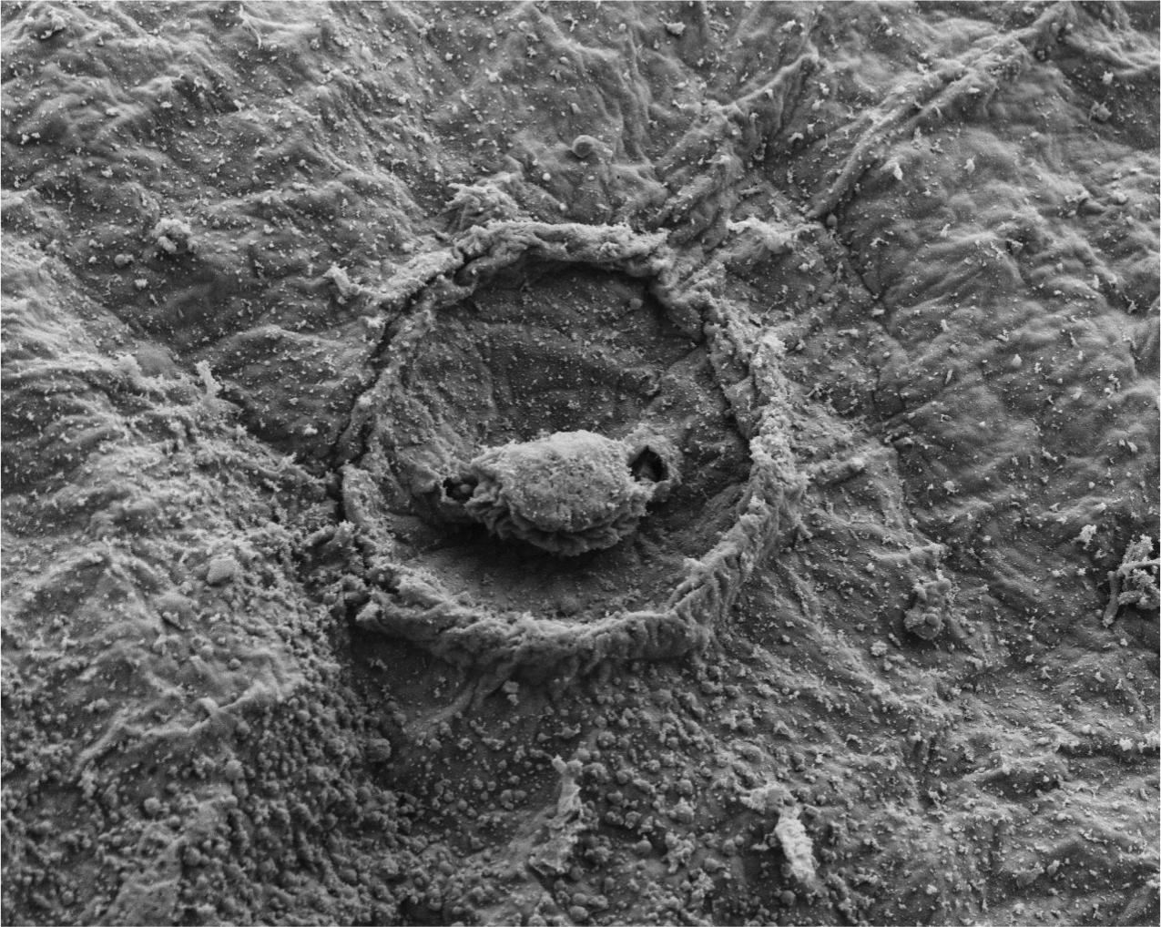 Scanning electron microscopy displaying the epithelial topography of the push-rod receptors found along anterior and posterior sections of the remora disc lip. Credit: NJIT, FHL-UW, GWU.