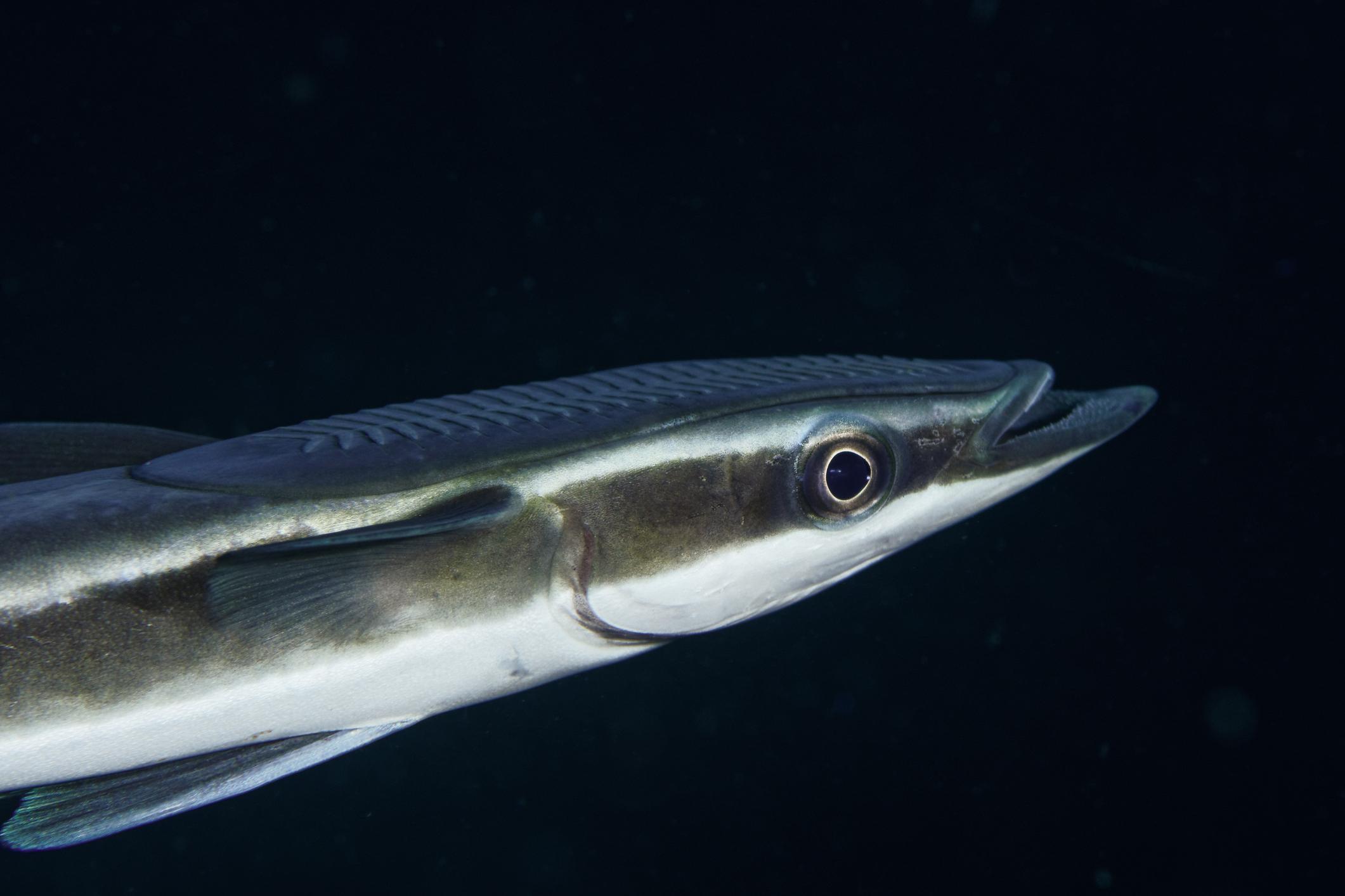 Discovery Reveals How Remora Fishes Know When to Hitch a Ride Aboard