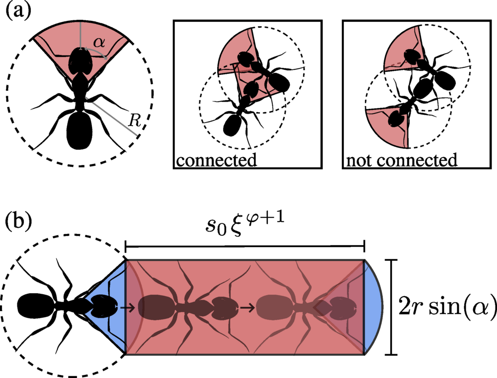 Parameters governing ant interactions in the model. (a) The sensing area and an example interaction between two ants. (b) Over a bout of movement, an individual is capable of interacting with other ants in the domain spanned by its duration-specific area coverage (red). The edge of the area coverage (blue), was not included as part of the sensing region. 