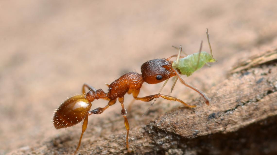 The arboreal ant Temnothorax affinis.