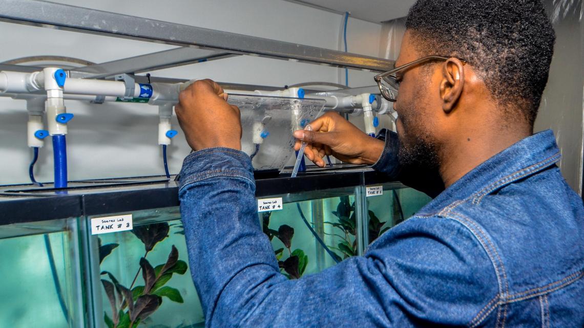 Feeding fish in Daphne Soares's lab
