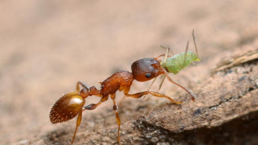 The arboreal ant Temnothorax affinis.