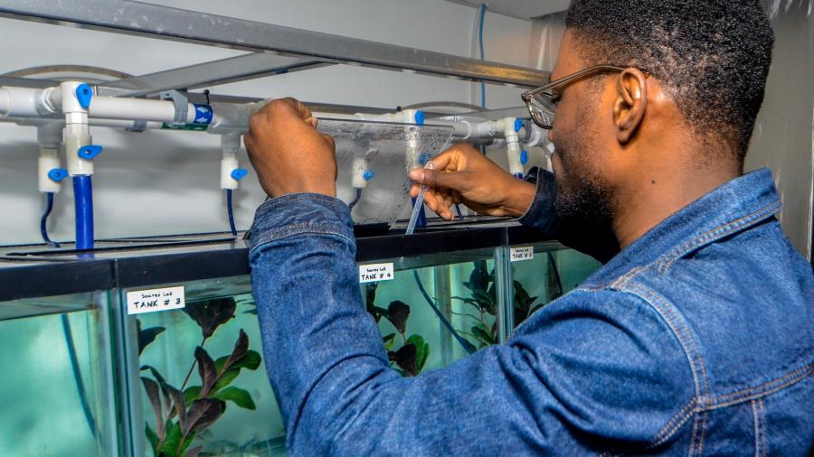 Feeding fish in Daphne Soares's lab