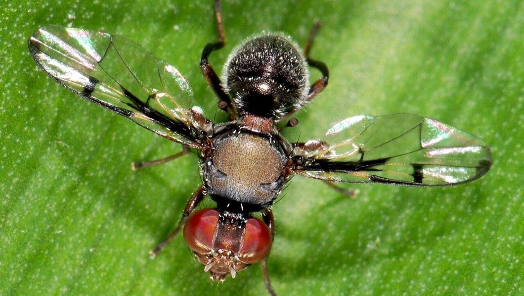 Fruit fly image by Wikimedia Commons user "Jean and Fred"