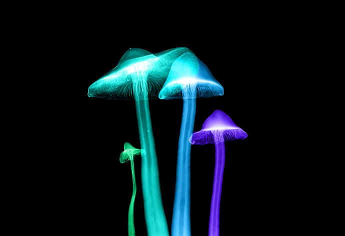 Mathew Schwartz CT Scan Image Mushrooms
