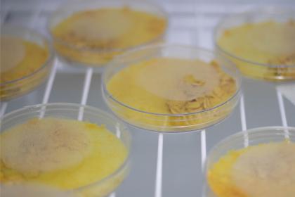 Physarum Polycephalum (slime mold) in petri dishes within an incubator. The incubator allows the slime mold to stay at an optimal temperature (70-80°F) while also protecting it from infection.