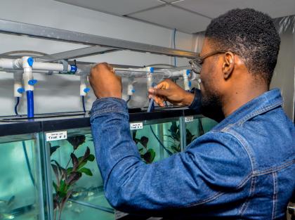 Feeding fish in Daphne Soares's lab