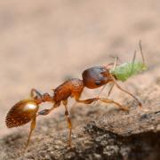 Scientists\u0020Simulate\u0020Ant\u0020Swarms,\u0020Find\u0020a\u0020Single\u0020Ant\u0020Can\u0020Set\u0020the\u0020Colony\u0020in\u0020Motion