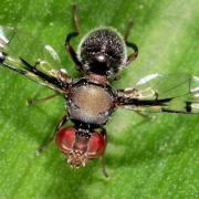 Fruit Fly Research Led NJIT Scientists and Edison Teens to Better AI Habits on Supercomputers