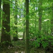 NJIT Students and Faculty Help Save New Jersey\'s Old-Growth Forests