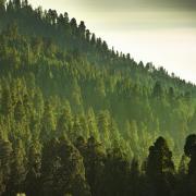 Forest Resilience Linked with Higher Mortality Risk in Western U.S., Study Finds